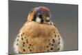 Premium Photographic Print
