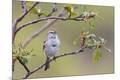 Premium Photographic Print