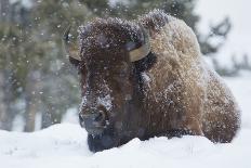 Rocky Mountain Bull Elk-Ken Archer-Photographic Print