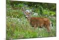 Premium Photographic Print