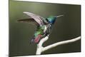 Photographic Print