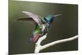 Photographic Print