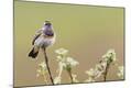 Premium Photographic Print