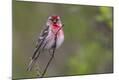 Premium Photographic Print