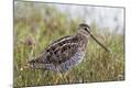 Premium Photographic Print