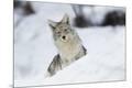 Premium Photographic Print
