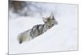 Premium Photographic Print