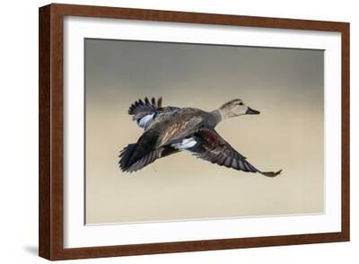 GRIFFIN×LOVELAND×SAVE THE DUCK/ARCHER Gadwall duck flying, Colorado wetlands, USA Photographic Print