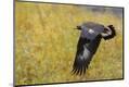Premium Photographic Print