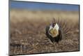 Premium Photographic Print