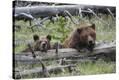 Stretched Canvas Print