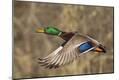 Premium Photographic Print