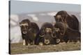 Stretched Canvas Print