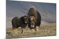 Photographic Print
