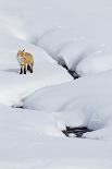 Red Fox in Winter-Ken Archer-Photographic Print