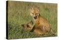 Stretched Canvas Print