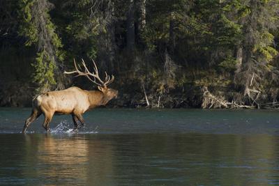 'Rocky Mountain Bull Elk, Scenting Marking Pine Tree ...