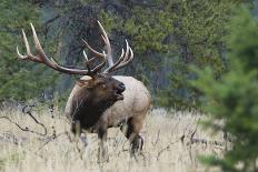 Rocky Mountain Bull Elk Foraging-Ken Archer-Photographic Print