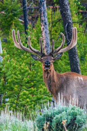 Rocky Mountain bull elk, Spring time in the Rockies, Wyoming, USA 