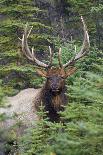 Rocky Mountain Bull Elk Foraging-Ken Archer-Photographic Print