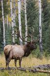 Rocky Mountain Bull Elk-Ken Archer-Framed Photographic Print