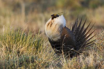 Fine Art Print The Greater Sage Grouse and Adventure Boy -  Portugal