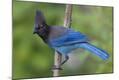 Premium Photographic Print