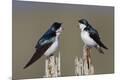 Premium Photographic Print