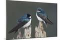 Premium Photographic Print