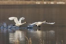 Snow Geese flying-Ken Archer-Photographic Print
