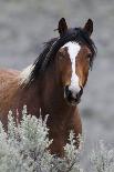 Wild Horses, Steens Mountains-Ken Archer-Photographic Print