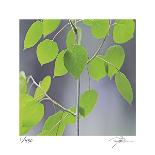 Aspen Sapling-Ken Bremer-Limited Edition