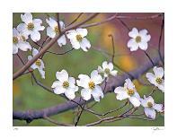 Tree Blossoms-Ken Bremer-Stretched Canvas