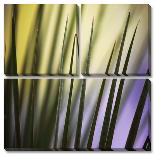Palm Blades-Ken Bremer-Stretched Canvas