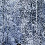 Snow on Aspen Trees in Forest-Ken Redding-Framed Photographic Print
