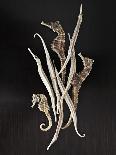 Dried Seahorses-Ken Seet-Photographic Print