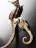 Dried Seahorses-Ken Seet-Mounted Photographic Print