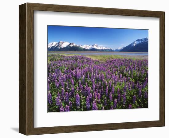 Kenai National Wildlife Refuge, Lupines in Bloom and Kenai Mountains, Alaska, USA-Adam Jones-Framed Photographic Print