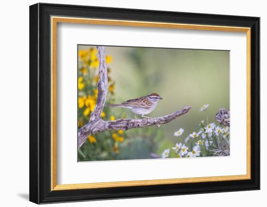 Kendall County, Texas. Chipping Sparrow Searching for Food-Larry Ditto-Framed Photographic Print