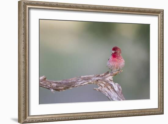 Kendall County, Texas. Great Horned Owl Head Shot. Captive Animal-Larry Ditto-Framed Photographic Print