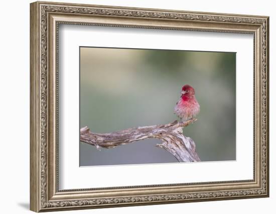 Kendall County, Texas. Great Horned Owl Head Shot. Captive Animal-Larry Ditto-Framed Photographic Print