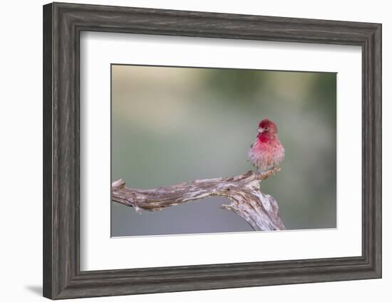 Kendall County, Texas. Great Horned Owl Head Shot. Captive Animal-Larry Ditto-Framed Photographic Print