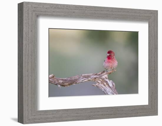 Kendall County, Texas. Great Horned Owl Head Shot. Captive Animal-Larry Ditto-Framed Photographic Print