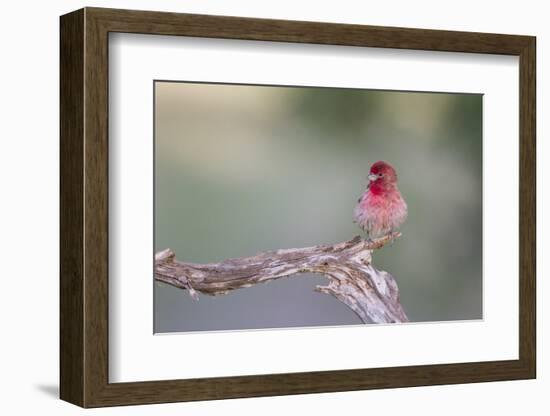 Kendall County, Texas. Great Horned Owl Head Shot. Captive Animal-Larry Ditto-Framed Photographic Print