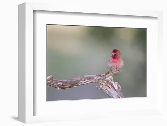 Kendall County, Texas. Great Horned Owl Head Shot. Captive Animal-Larry Ditto-Framed Photographic Print