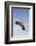 Kendall County, Texas. Harriss Hawk Landing, Captive Bird-Larry Ditto-Framed Photographic Print