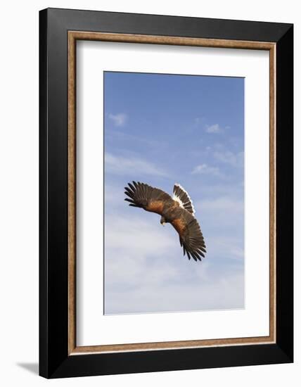 Kendall County, Texas. Harriss Hawk Landing, Captive Bird-Larry Ditto-Framed Photographic Print