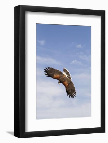 Kendall County, Texas. Harriss Hawk Landing, Captive Bird-Larry Ditto-Framed Photographic Print