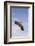 Kendall County, Texas. Harriss Hawk Landing, Captive Bird-Larry Ditto-Framed Photographic Print