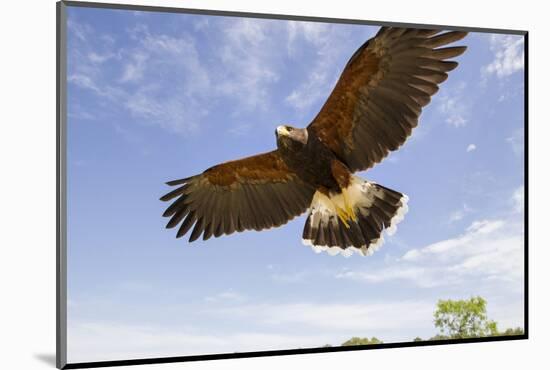 Kendall County, Texas. Harriss Hawk Landing, Captive Bird-Larry Ditto-Mounted Photographic Print